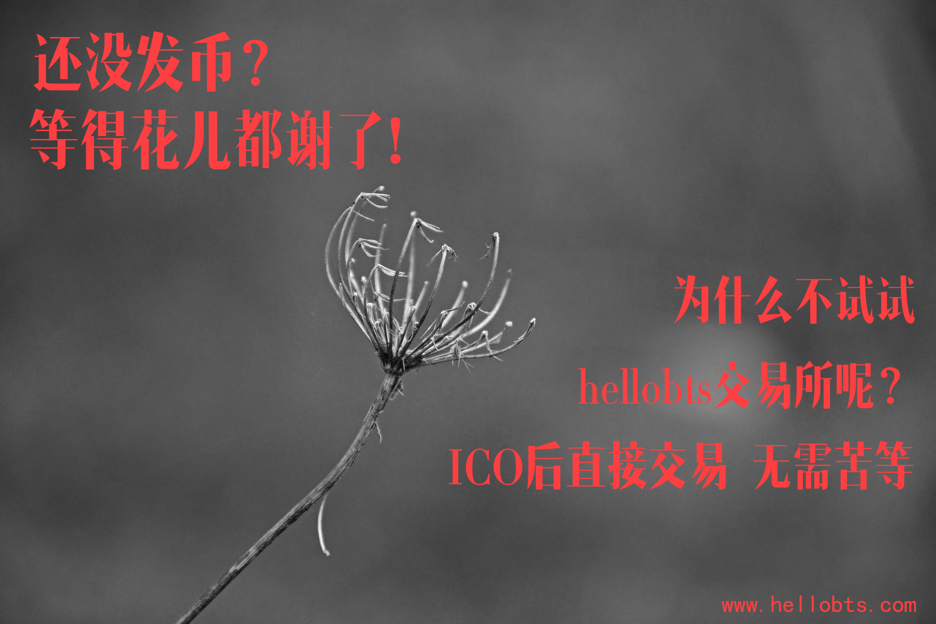 等得花儿都谢了.png