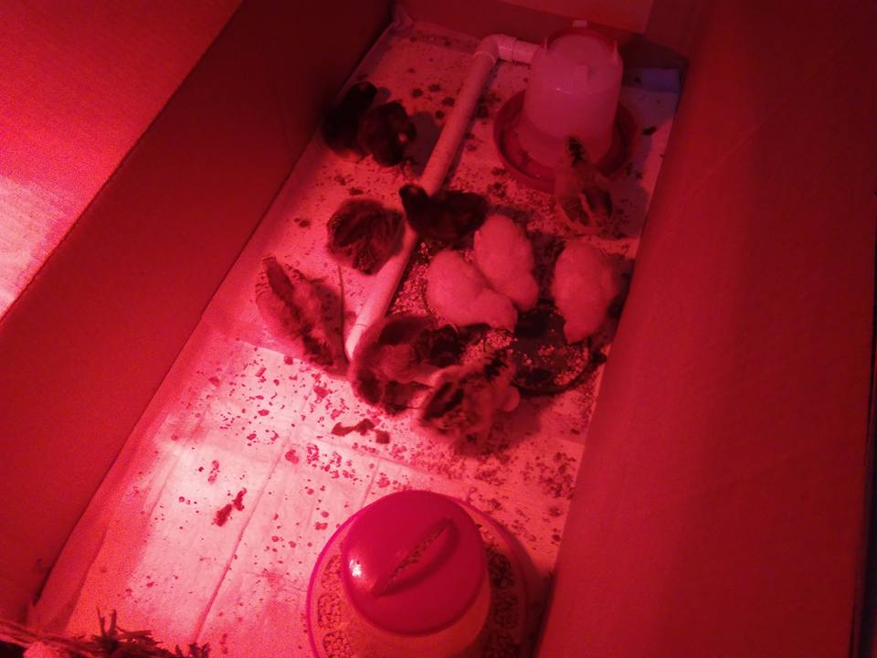 chicks 5.13 old box eating.jpg