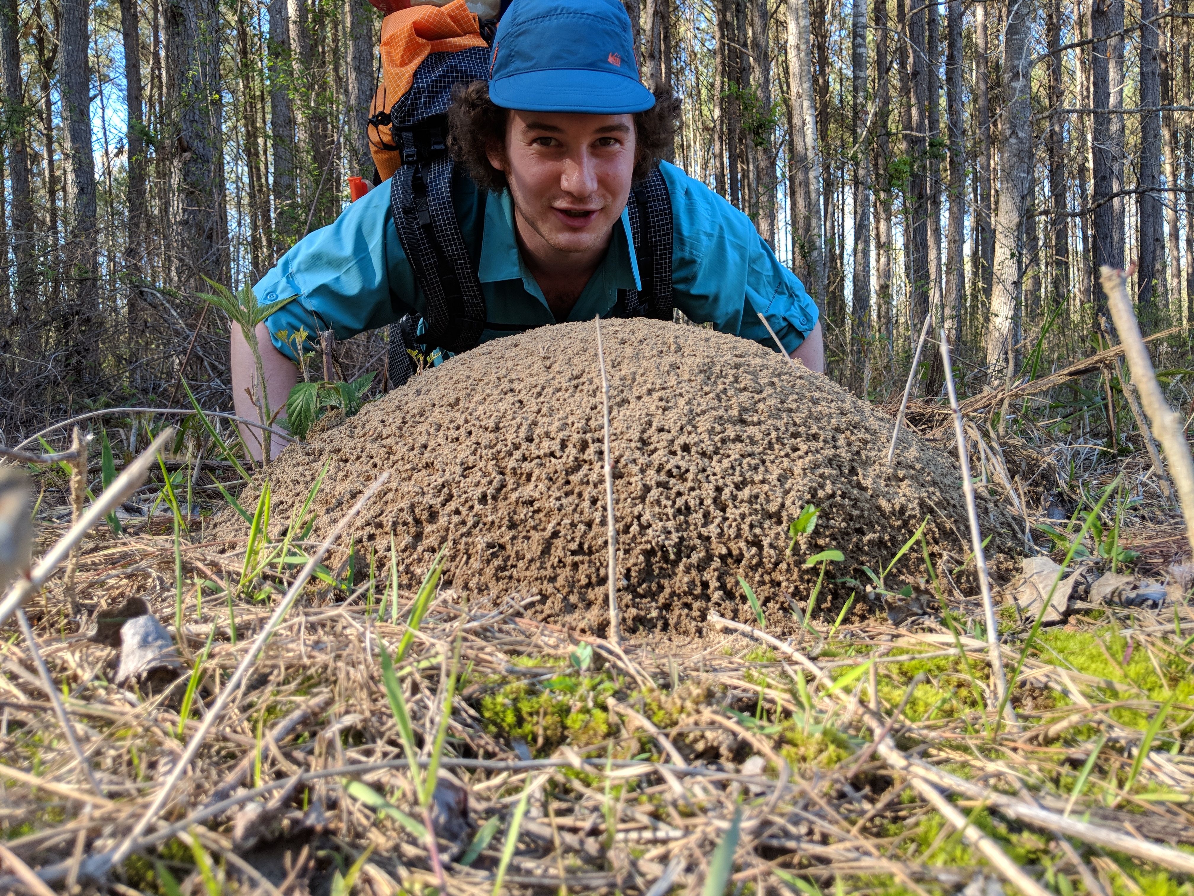 Anthill planks