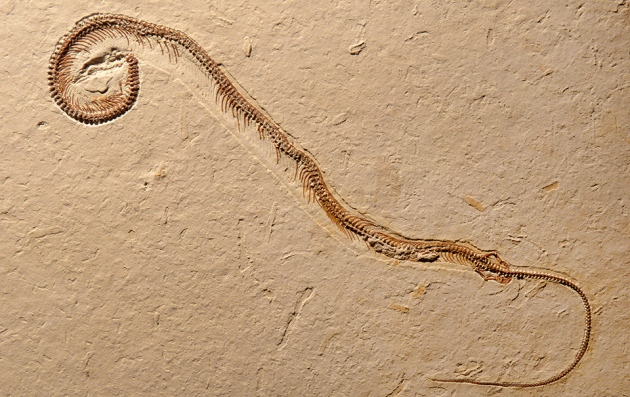 snake fossil with legs.jpg