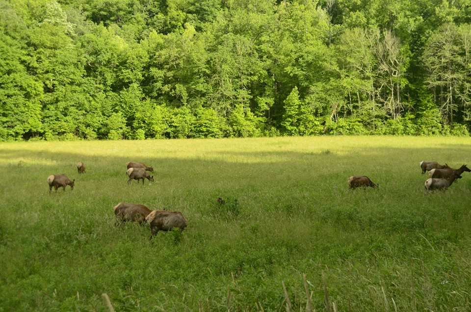 Great Smoky Mountains National Park.20.jpg