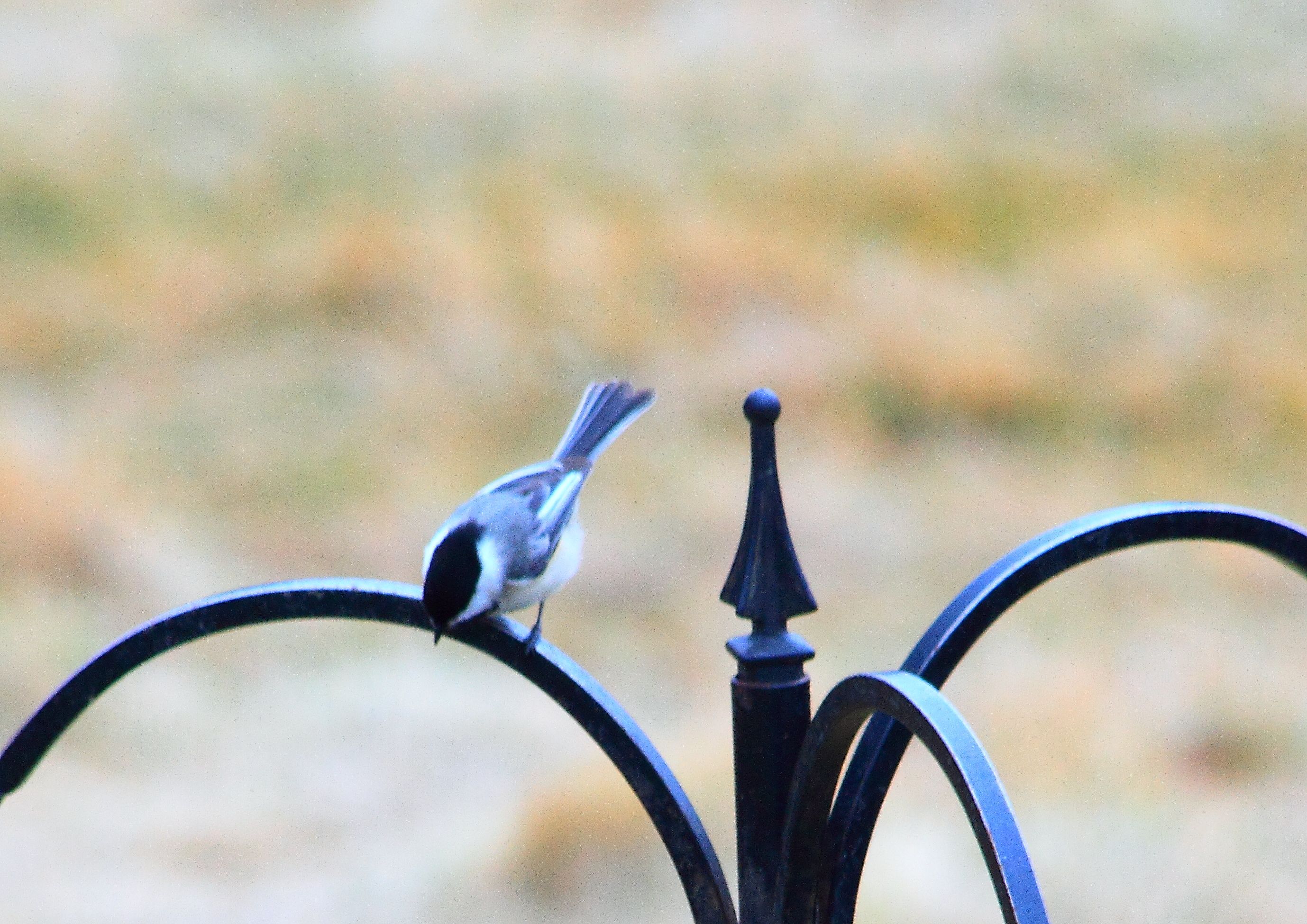 black-capped chickadee PFW19-19sat.JPG