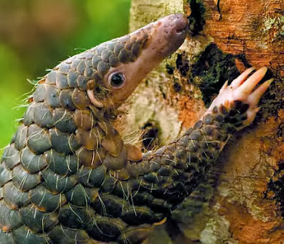 Pangolin.jpg