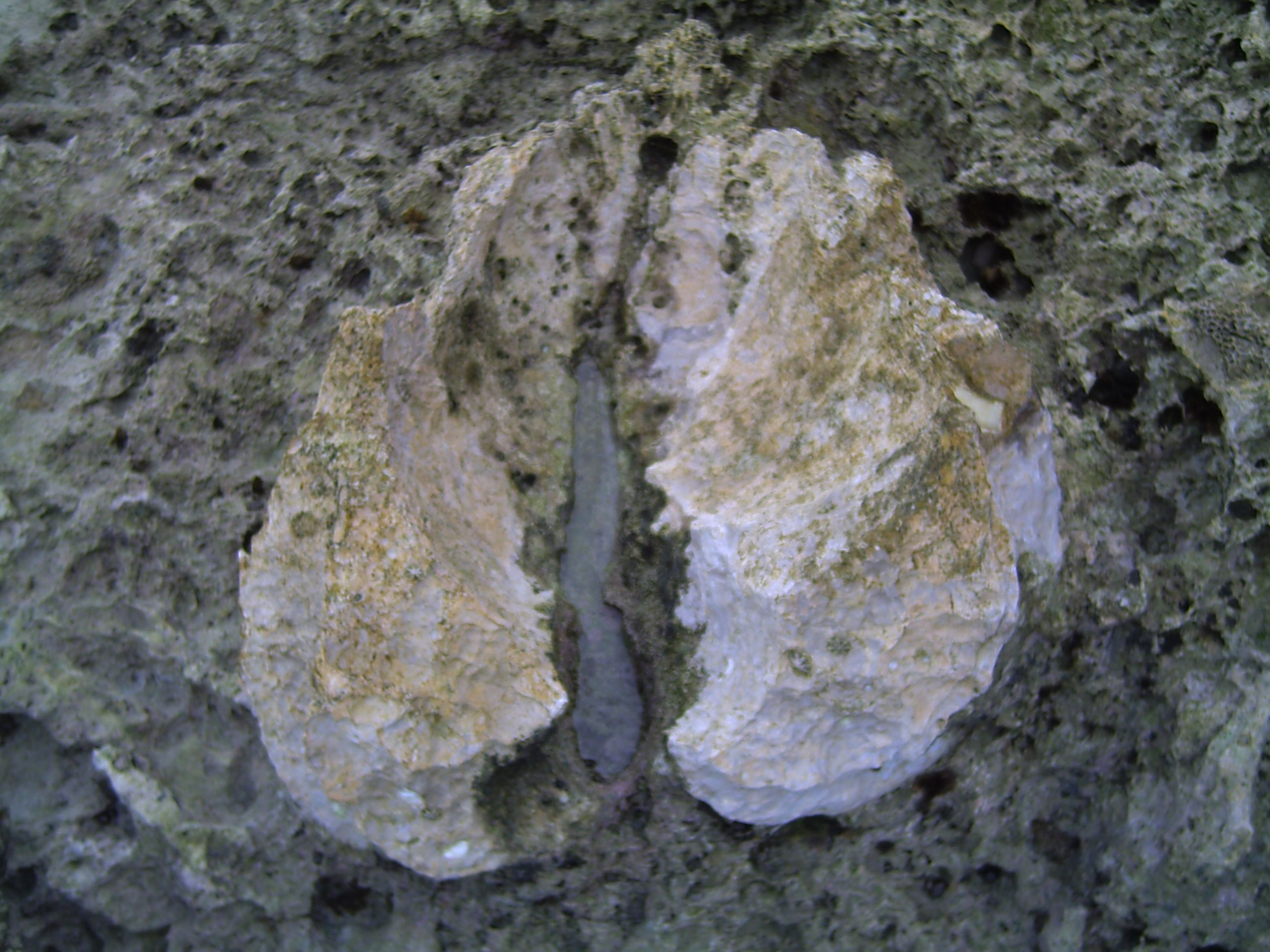 Giant Clam Fossils-Evidence of Uplift Formation in Cebu — Steemit