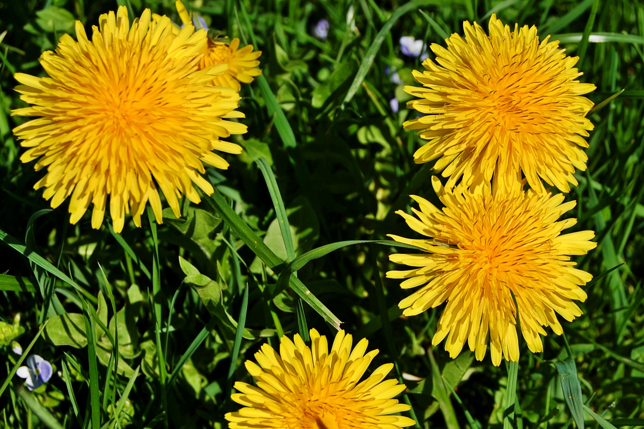 bf DSC_0080.jpg