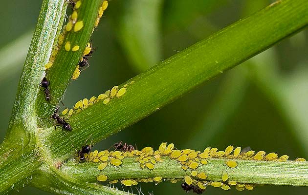mravi-farmeri1.jpg