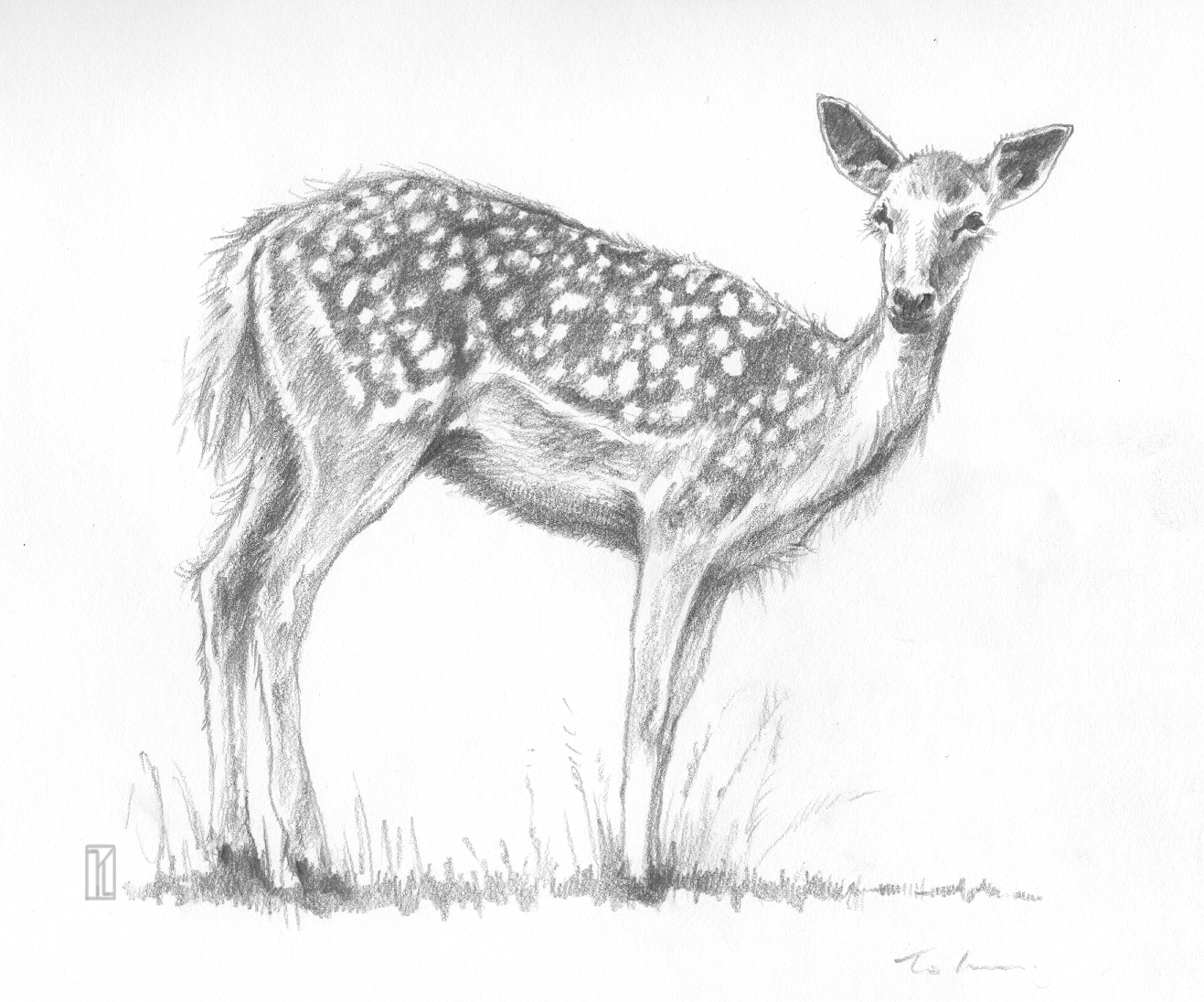 easy pencil sketches of animals