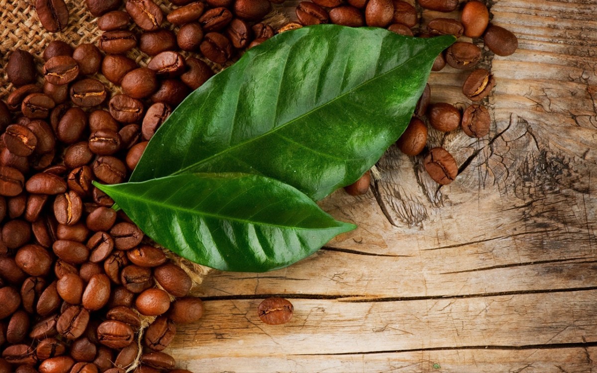 coffee-leaf.jpg