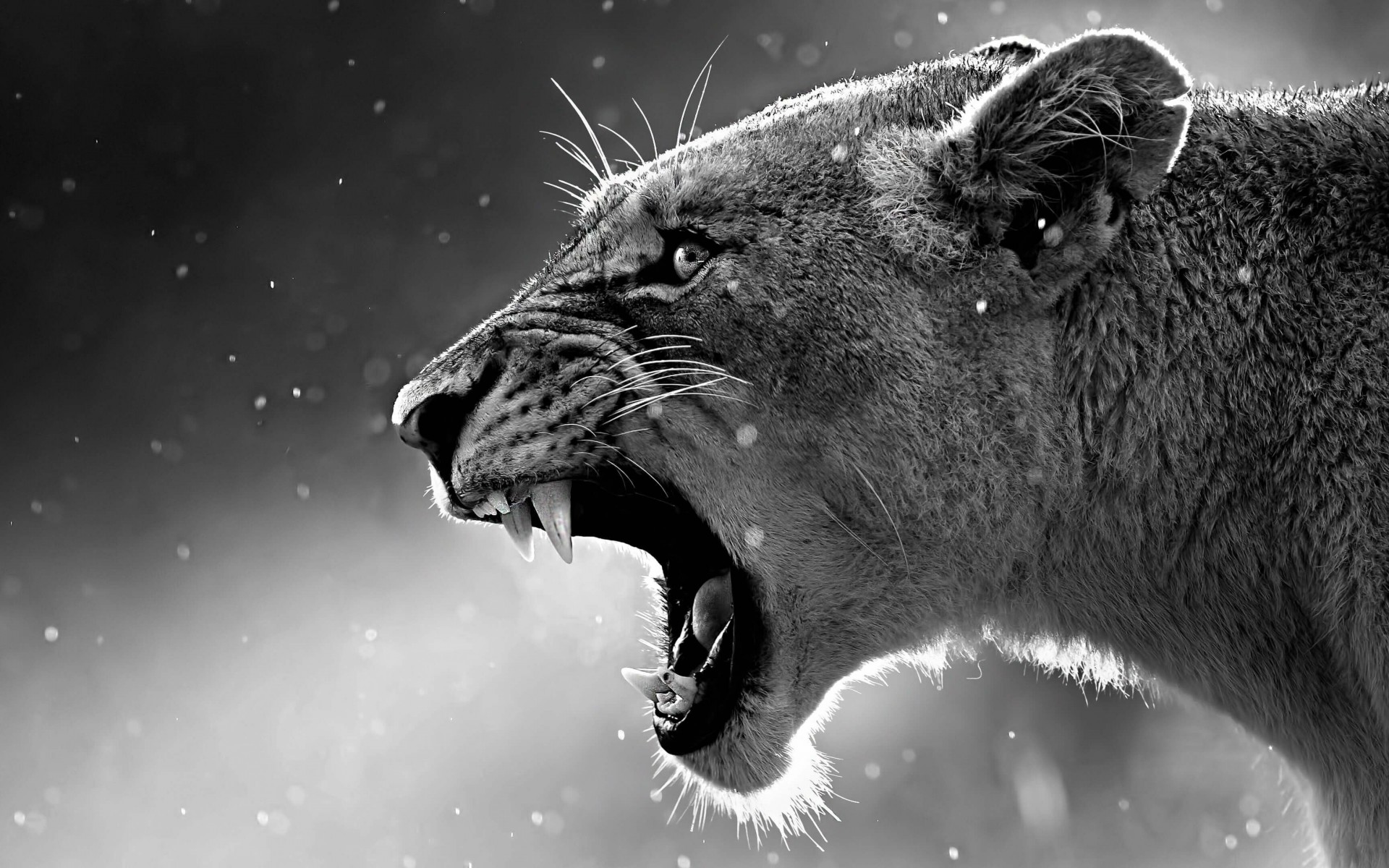 lioness-in-black-and-white-wallpaper-for-1920x1200-71-852.jpg