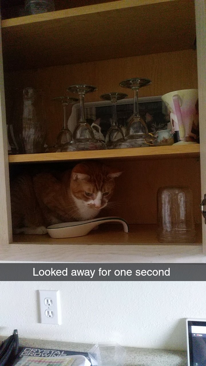 Snapchat-1340871056.jpg