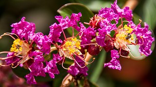 crepe-myrtle-723746__180.jpg