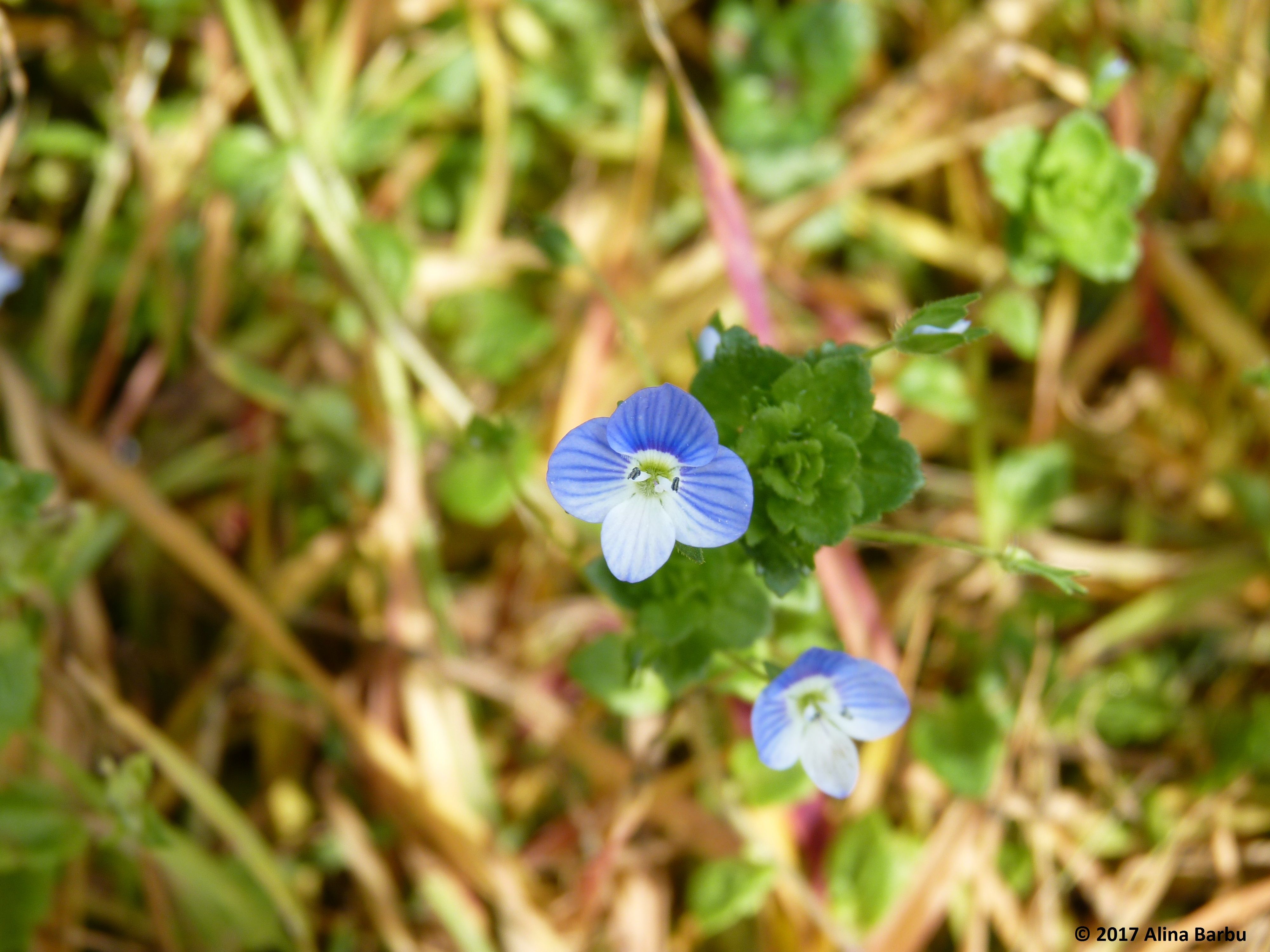 blue flower 1.jpg