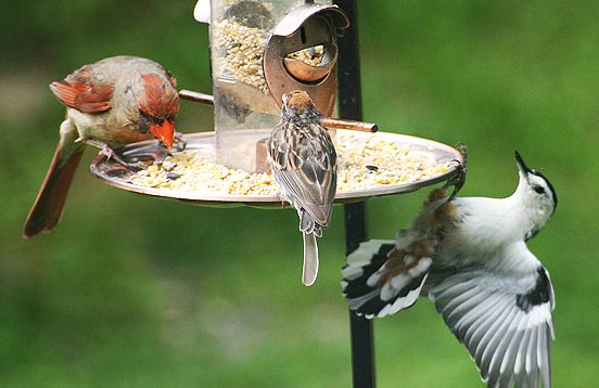 choosefeeder_spread-1.jpg