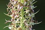 Bocks-Riemenzunge (Himantoglossum hircinum)_2053-BFx.jpg