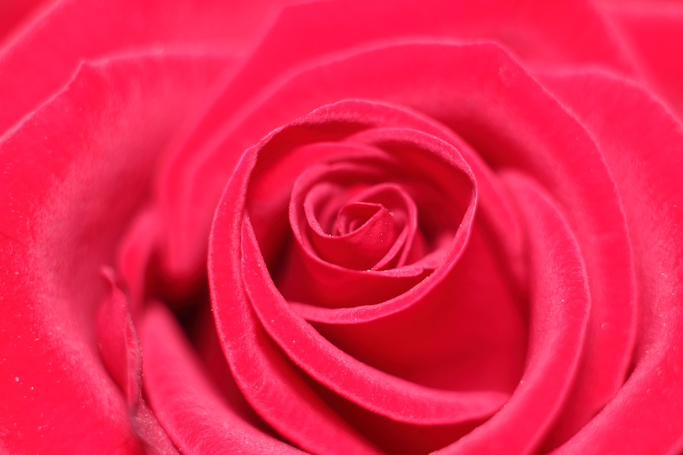 rose-3169923_960_720.jpg