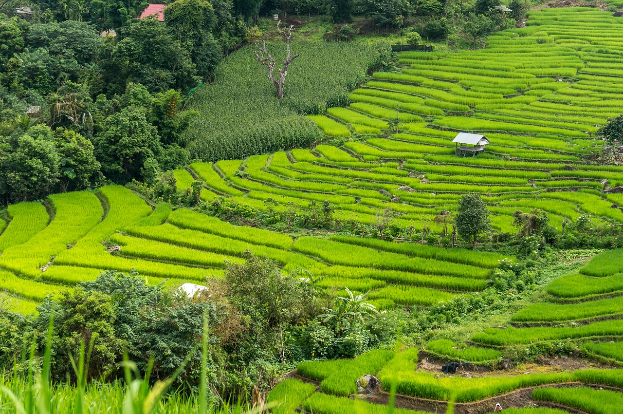 rice-field-2306224_1280.jpg