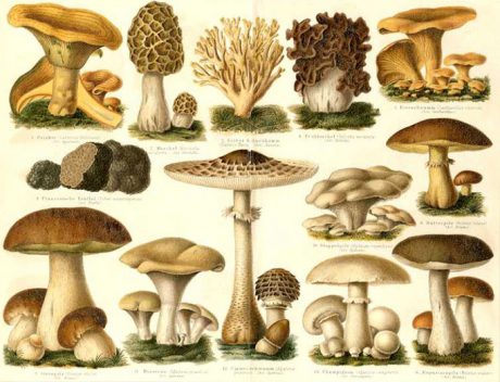 identificacion-de-hongos-460x352.jpg