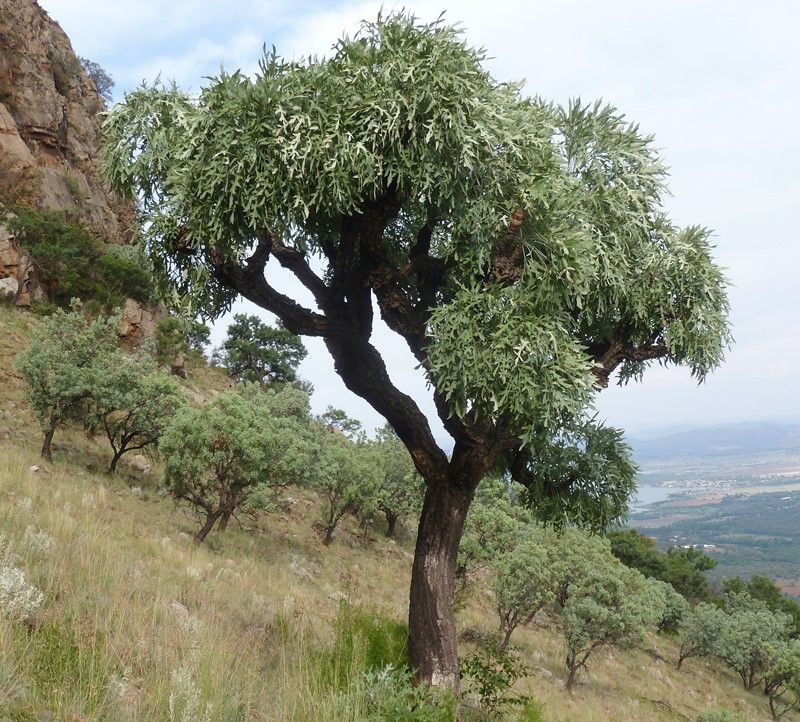 Cussonia_paniculata.jpg