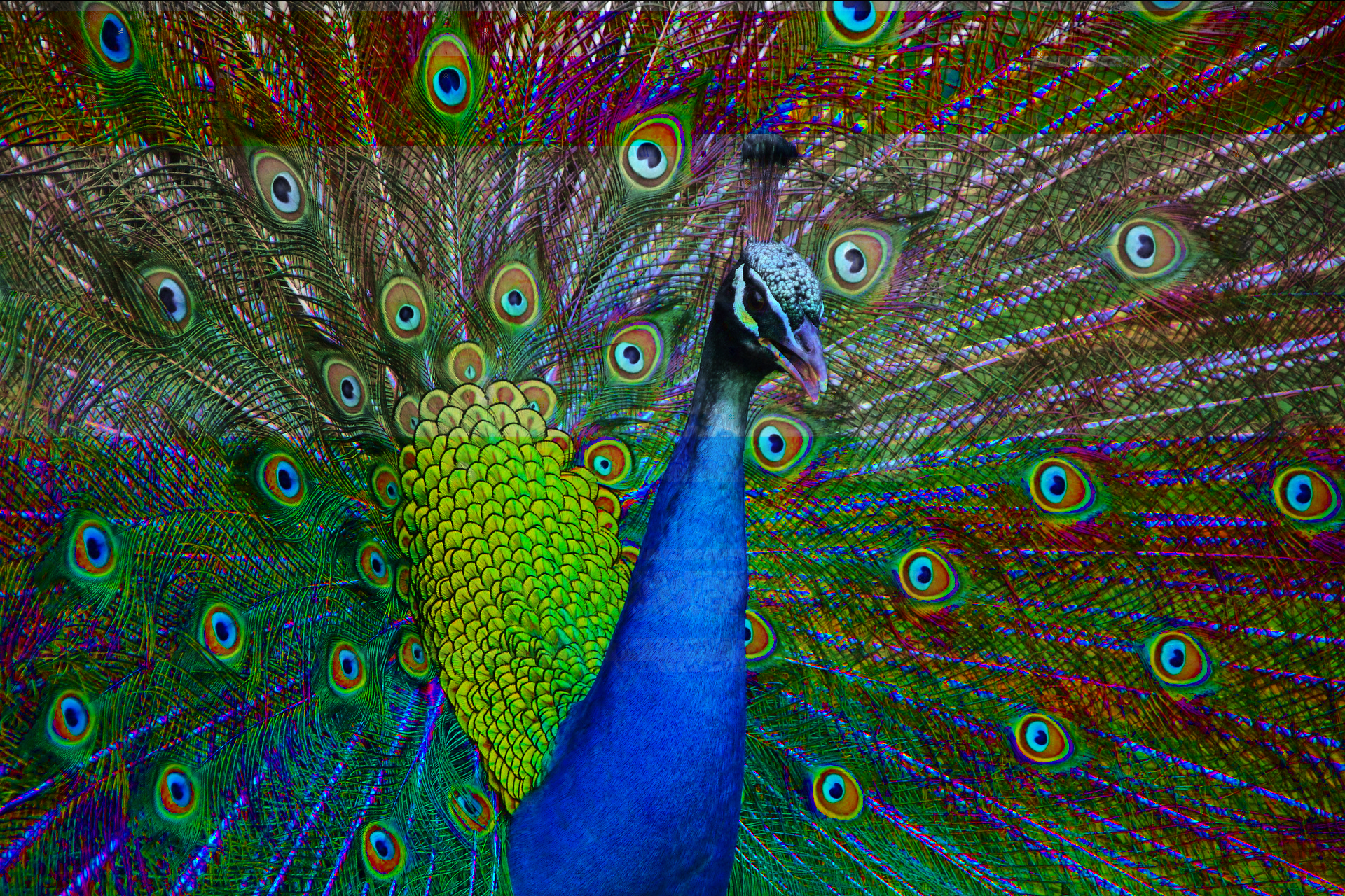 trippypeacock.jpg