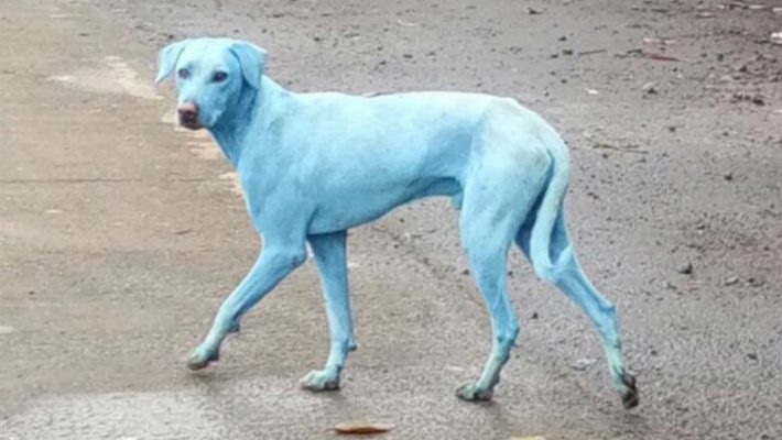 cachorro-azul-india.jpg