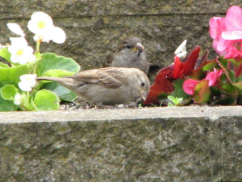 IMG_0231.jpg
