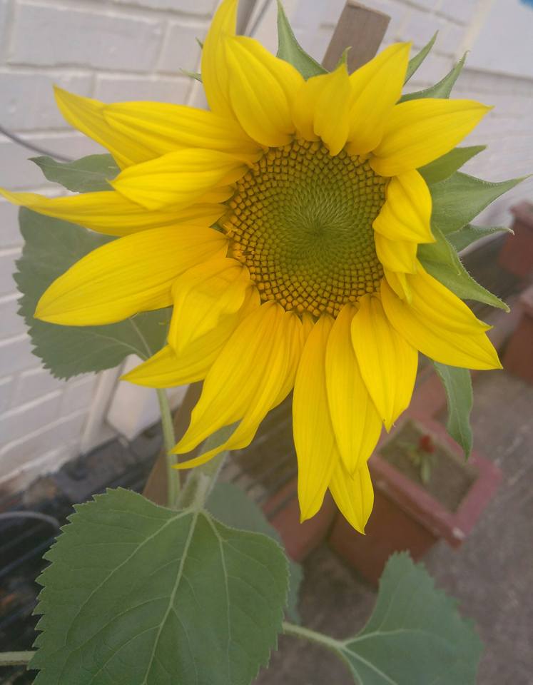 Sunflower.jpg