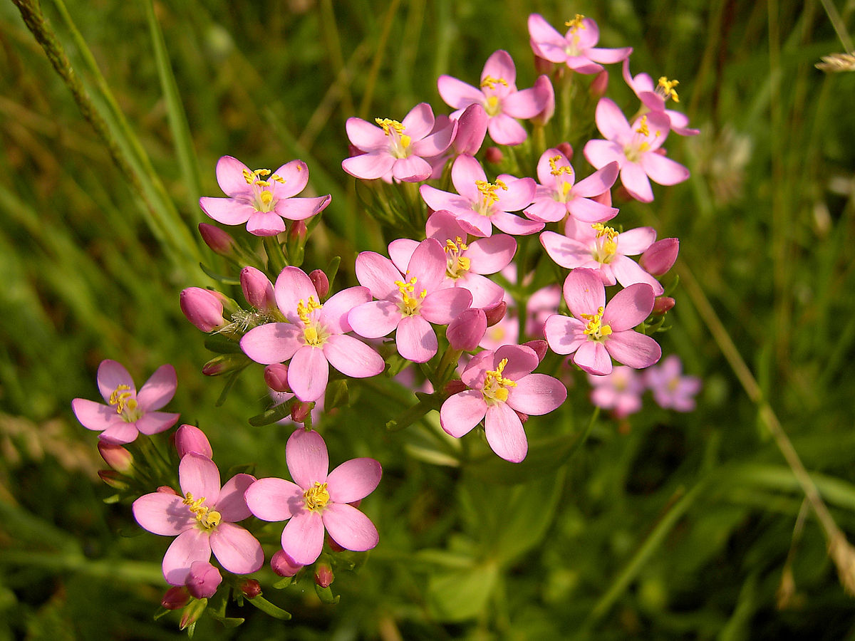 1200px-Centaurium_erythraea_(flowers).jpg