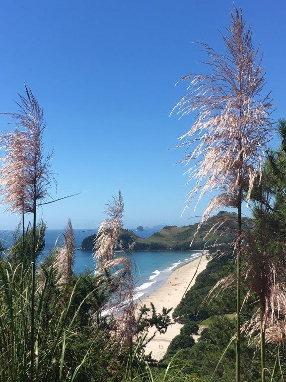 h cathedral cove hotwater beach (17).jpg