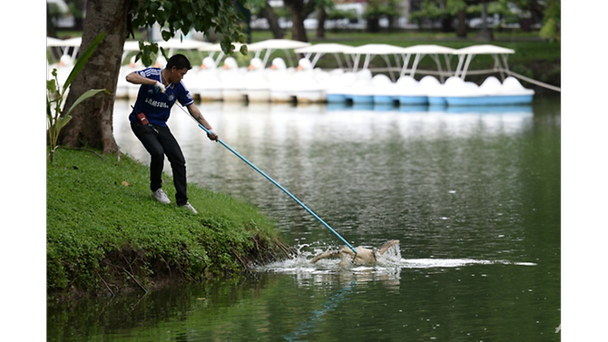 lumpini-park-officers-have-already-captured-nearly-100-monitor-lizards-by-luring-them-out-of-the---3141338 - Copy.png