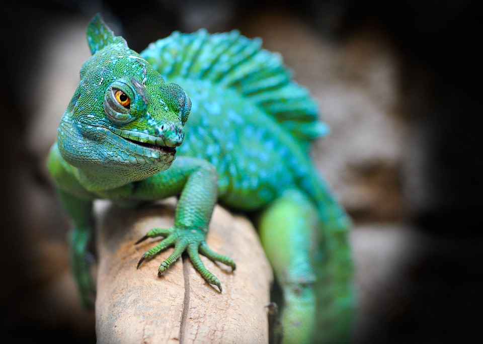 reptile-2042906_960_720.jpg