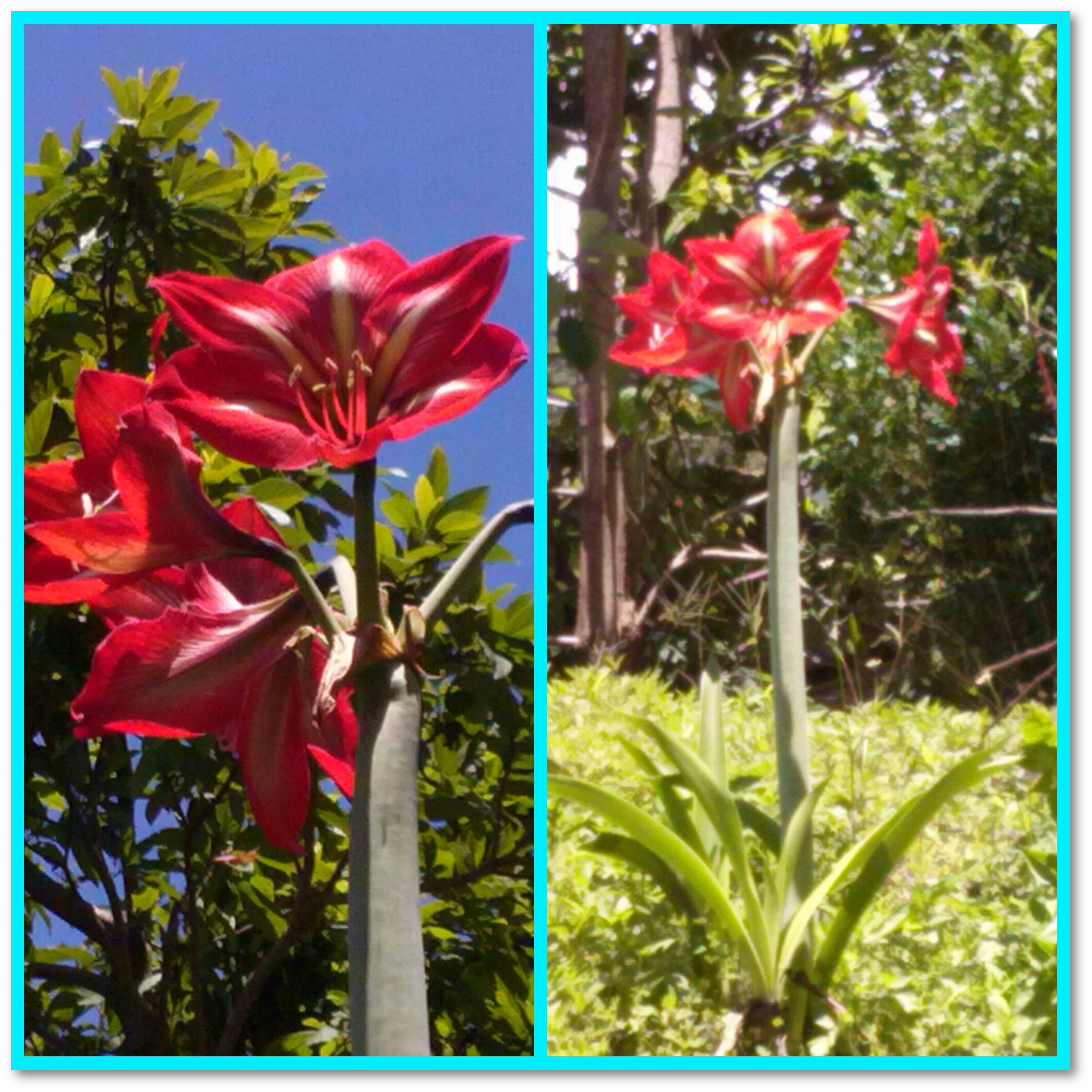 熱帯植物 アマリリスは 大きなサイズとカラフルな色の花 Steemit