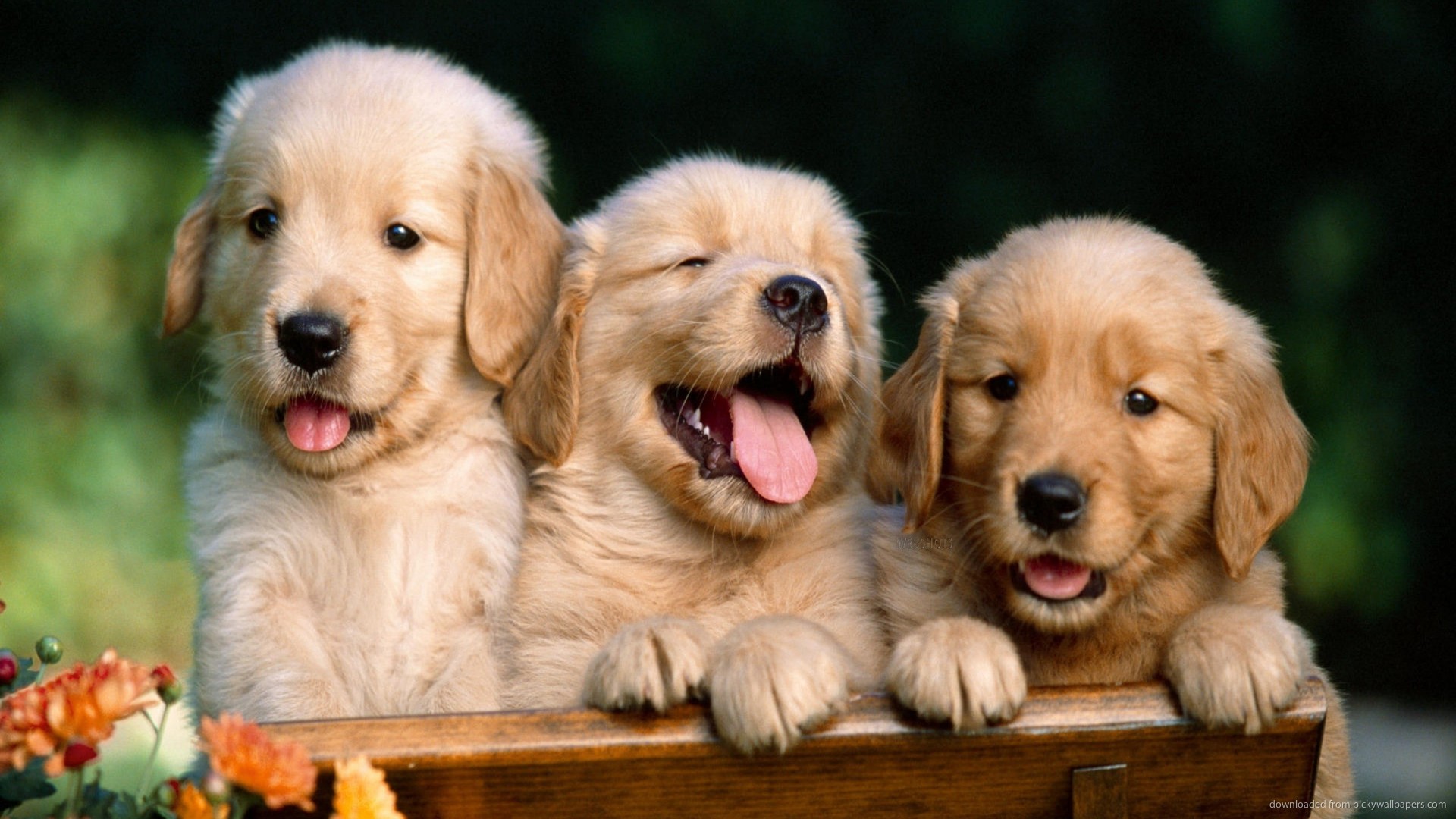 three-golden-retriever-puppies.jpg