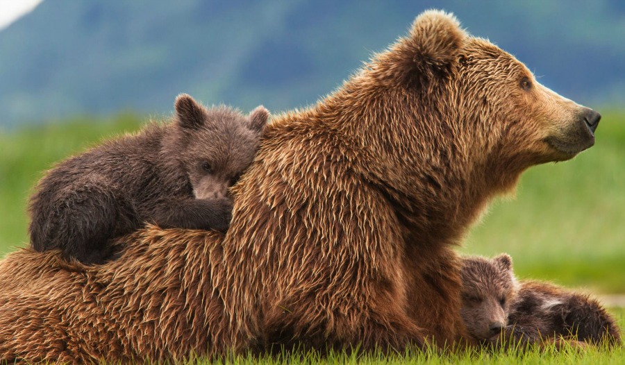 Disneyanture-BEARS-grizzly-bear-cub-on-moms-back.jpg