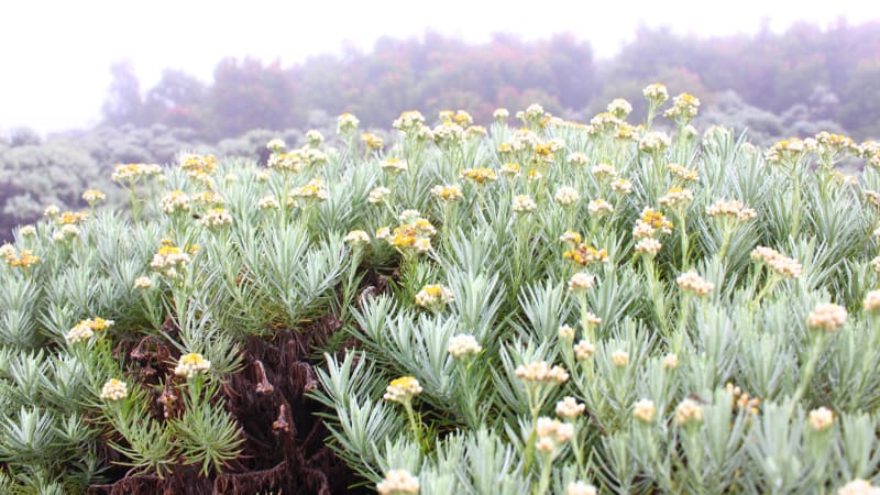 1 Hamparan bunga edelweis (Foto Wikimedia Commons).jpg
