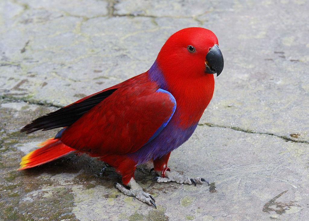 1024px-Eclectus_roratus_(female)_at_Miami_Metrozoo_2008.jpg
