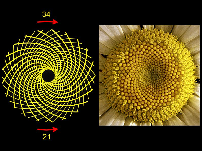 fibonacci flower.jpg