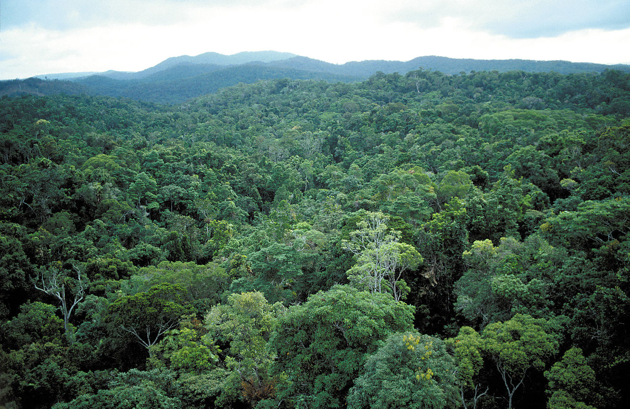CSIRO_ScienceImage_3828_Tropical_rainforest_near_Cairns_QLD.jpg