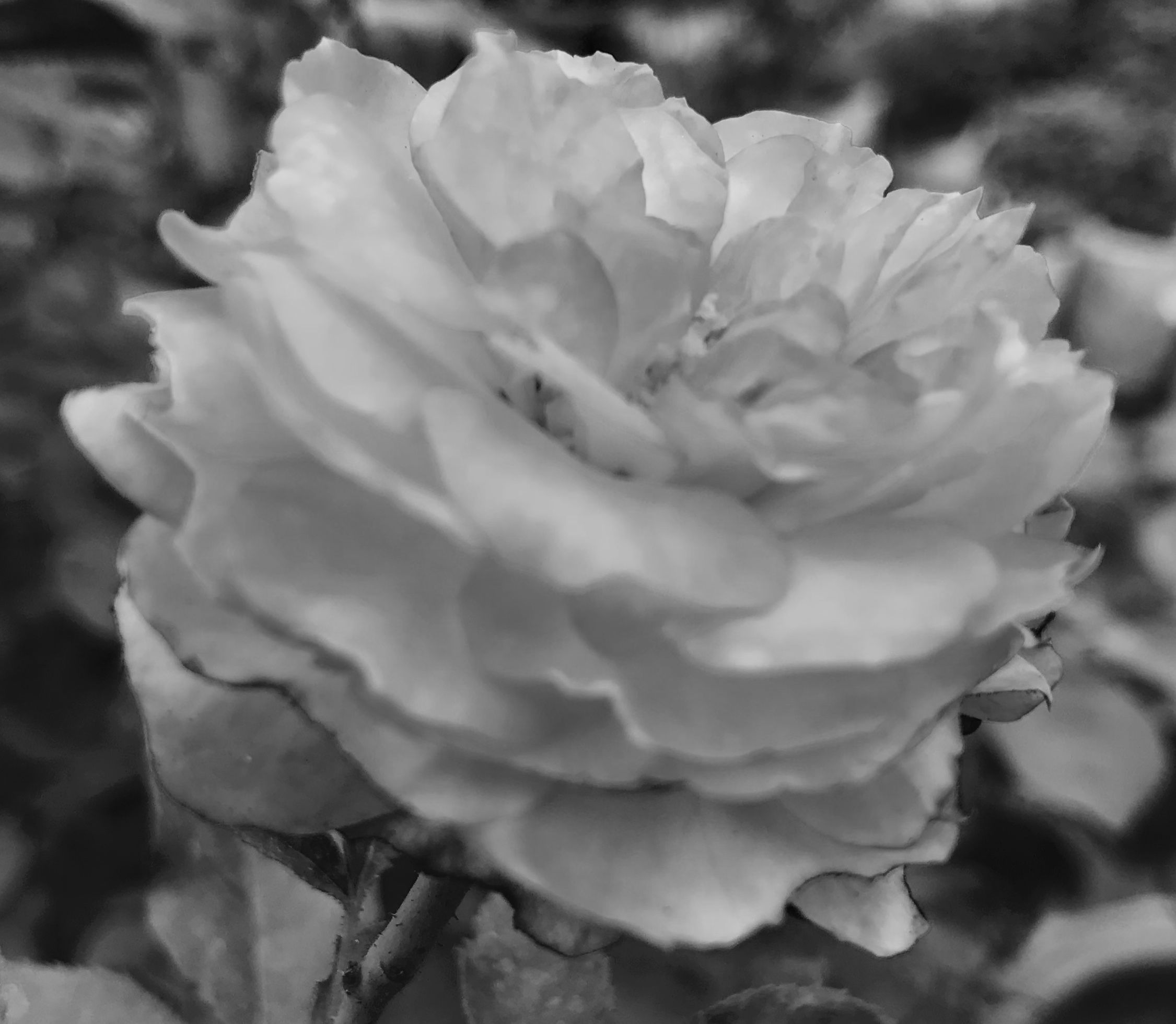 206BC426-02C1-4431-8B6A-31DA590664AD.jpeg