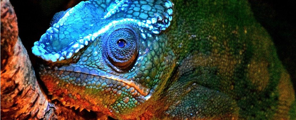 Fluorescent_Furcifer_pardalis_portrait_by_David_Proetzel-Kopie_1024.jpg