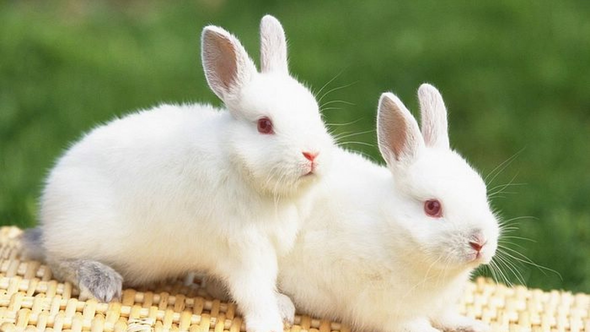 Two_Beautiful_and_Lovely_Cute_Rabbits_HD_Animal_Wallpaper.jpg