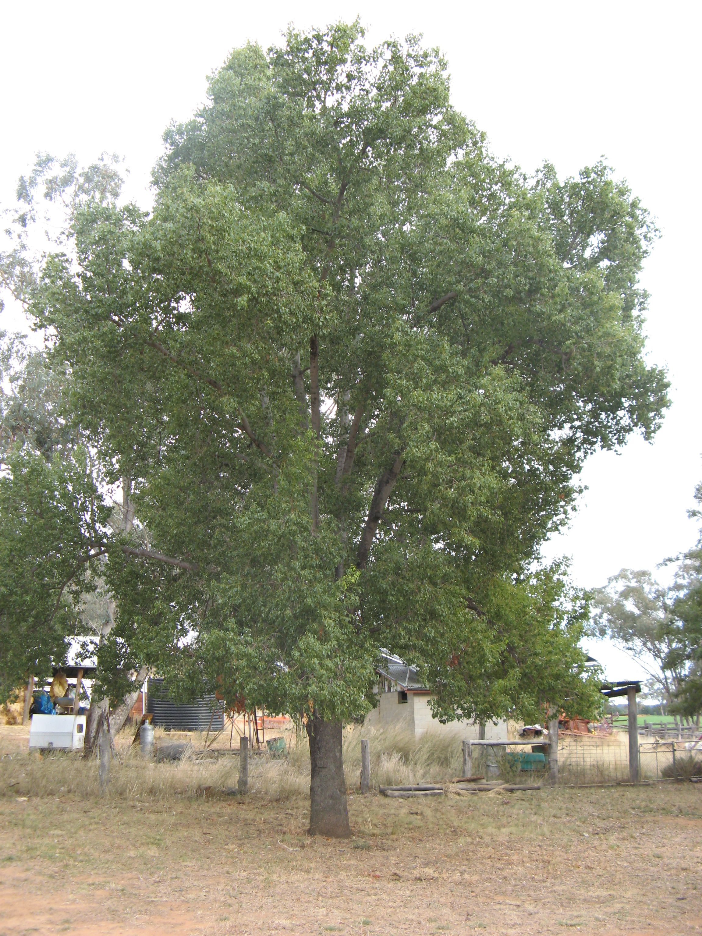 Kurrajong Tree (Brachychiton Populneus) Growing Guide