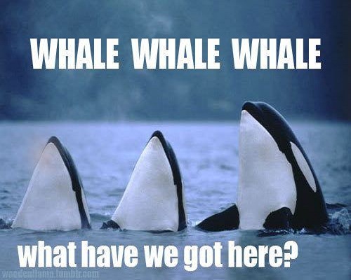 Whale-Meme.jpg