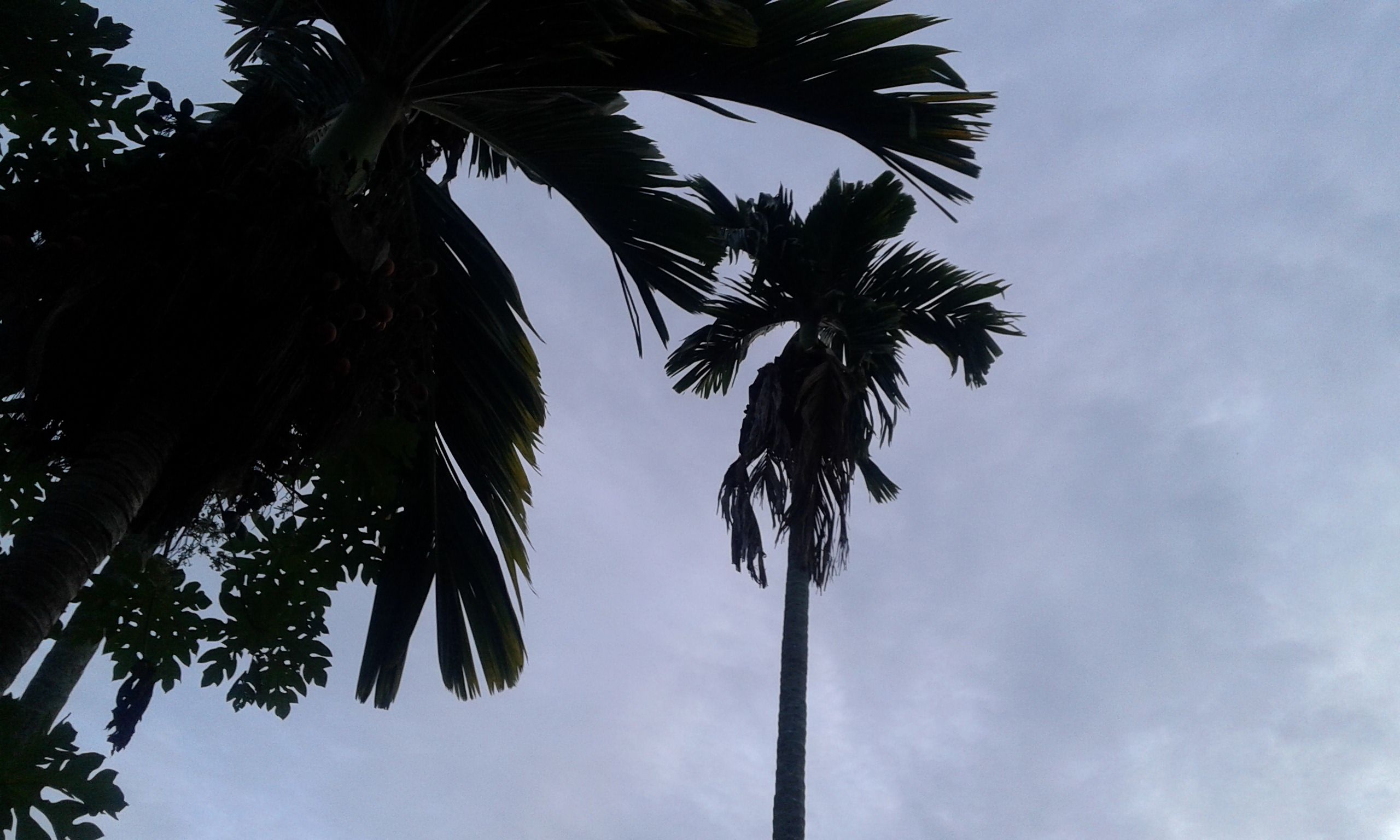 20171125_062544.jpg