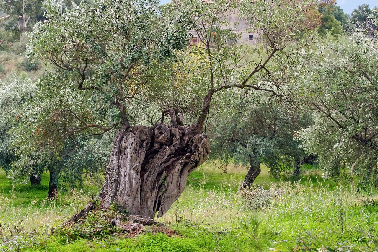 olive-tree-1973386_1280.jpg