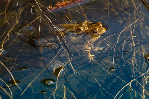 frog-2873056__340.jpg