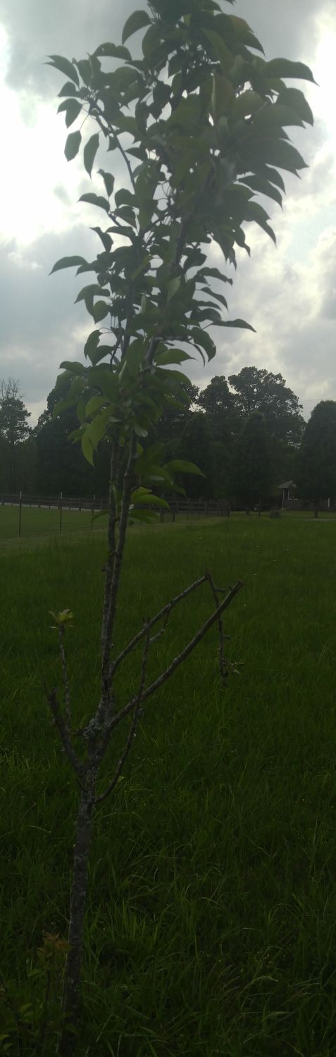 20170428_155010 - Another pear tree with broken branches.jpg