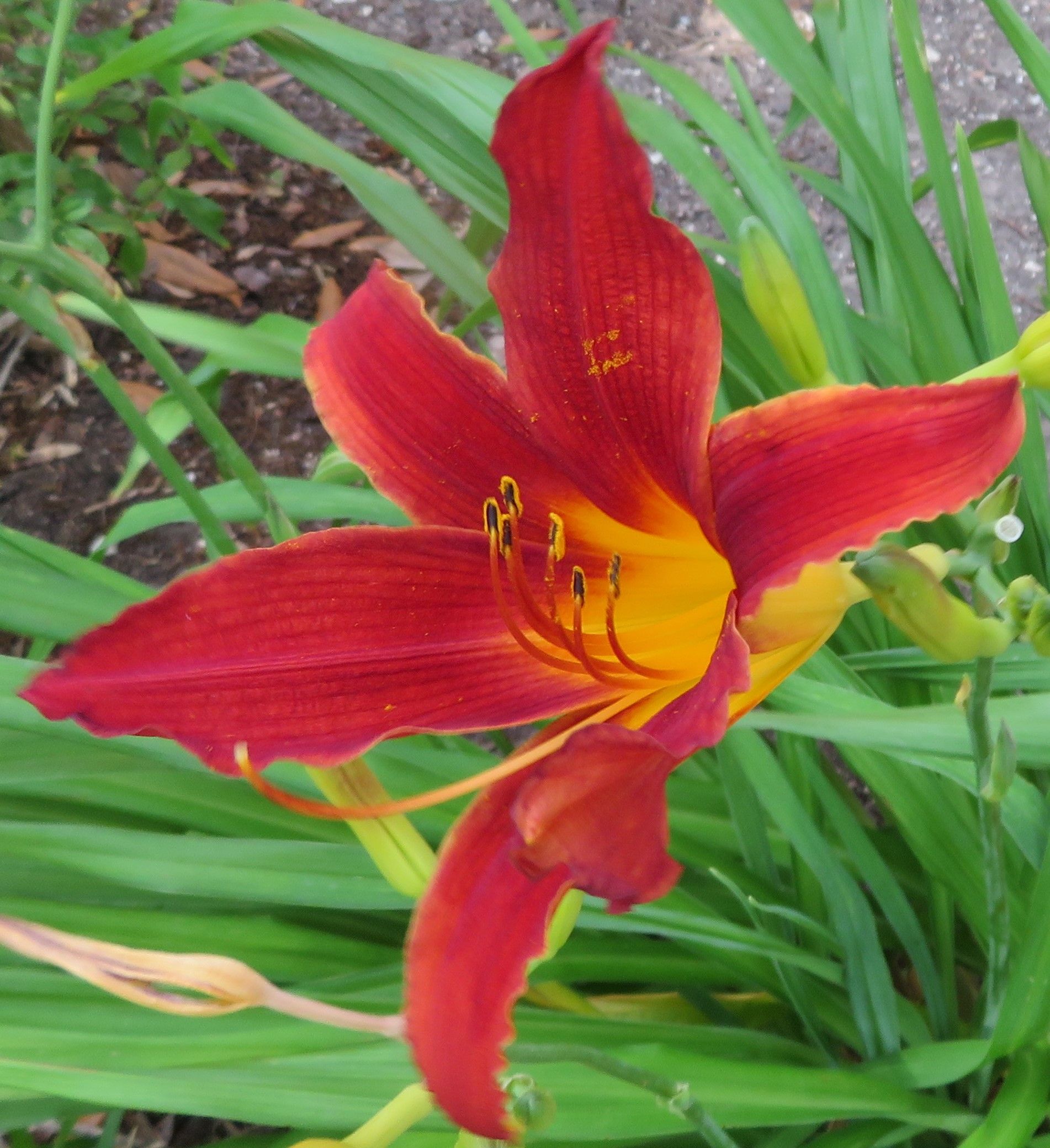 Daylilly1.JPG