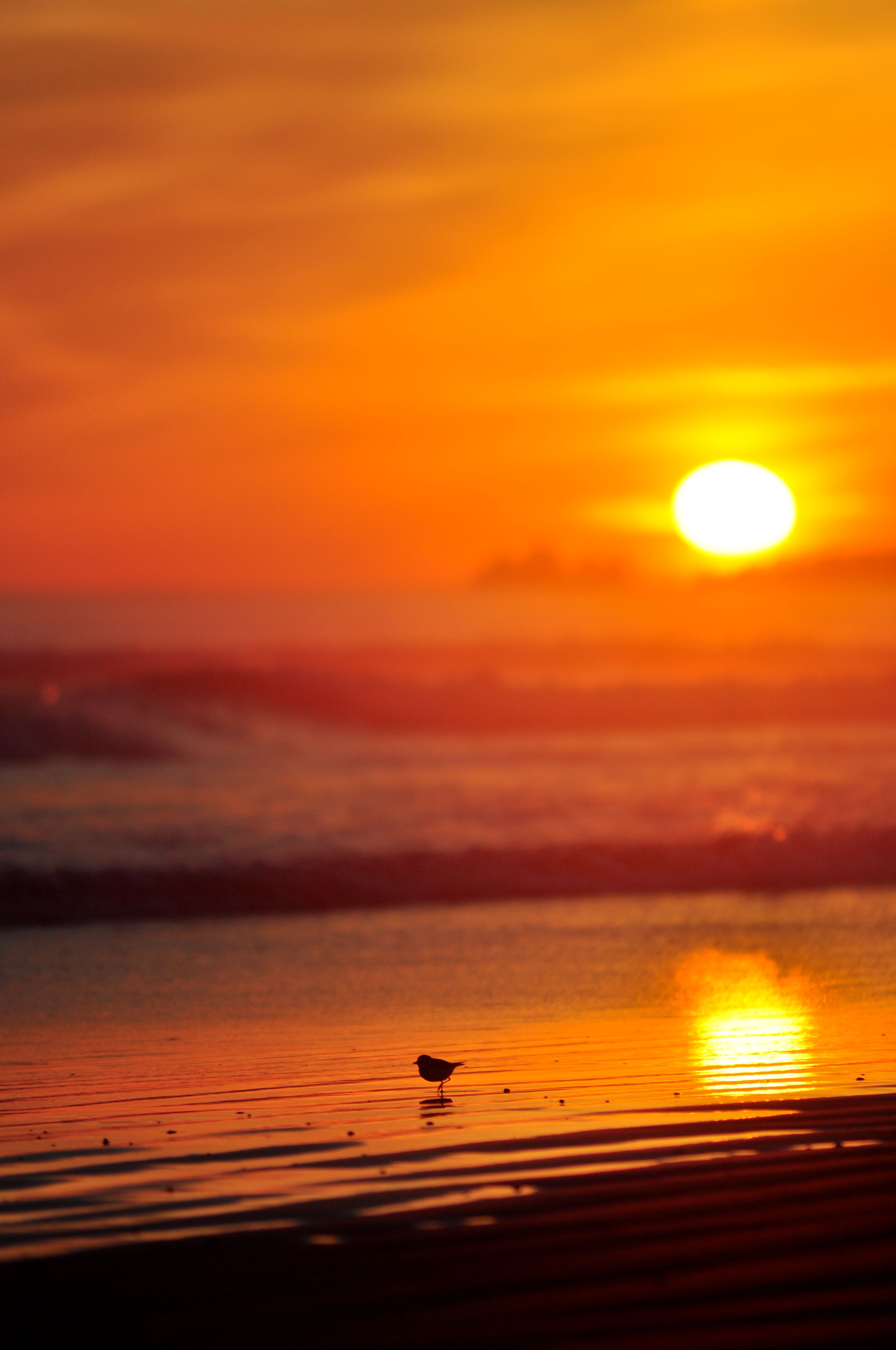 Beach Bird at Wick.jpg