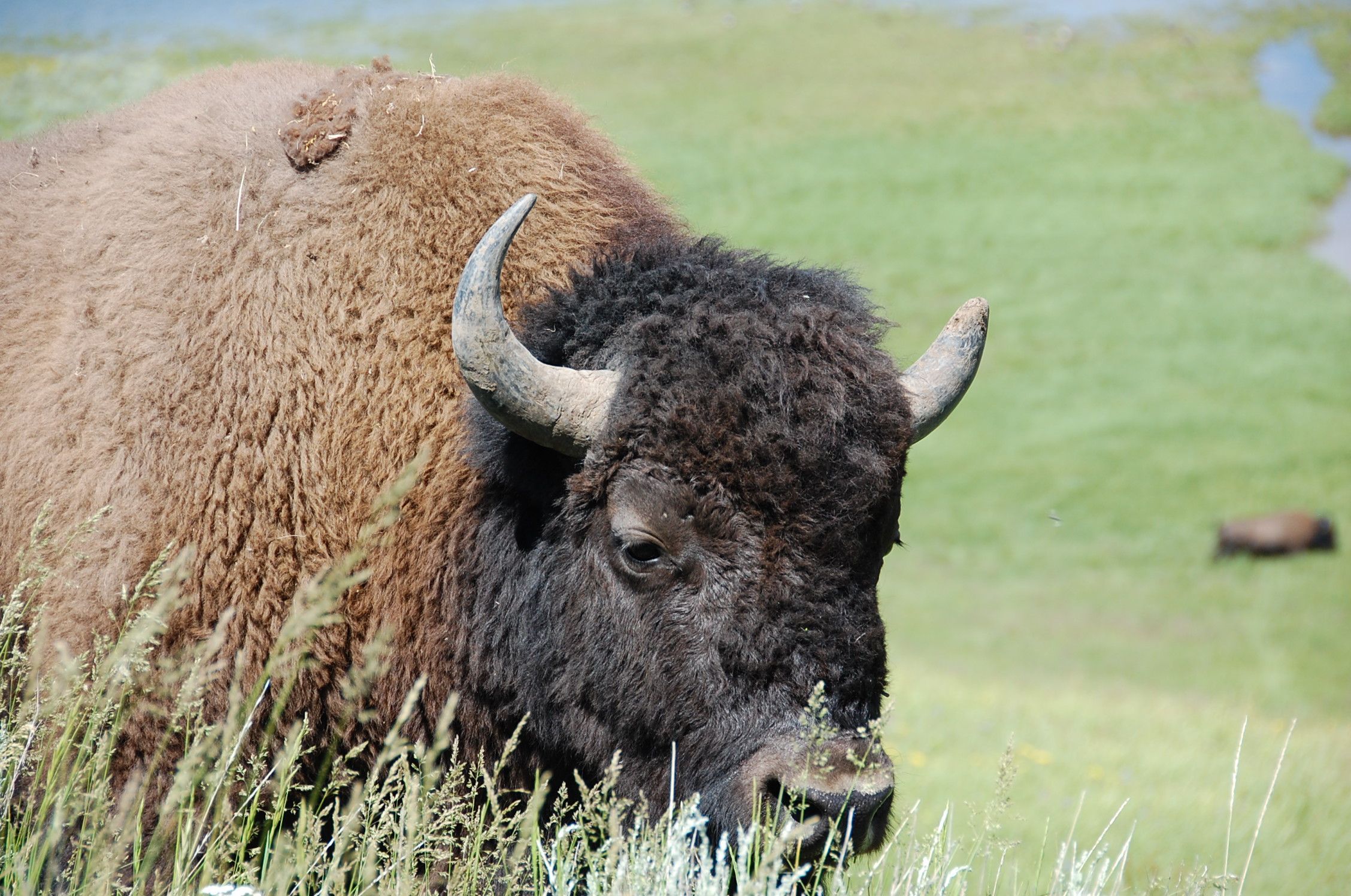 bison history.jpg