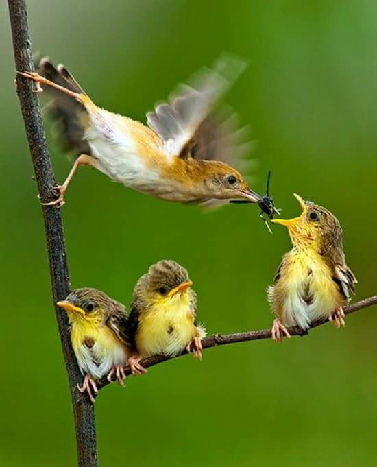 Birds feeding babies 😍 — Steemit